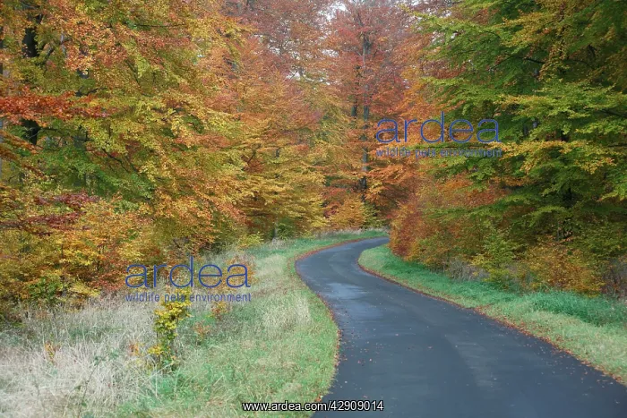 : Beech Woodland, in autumn colour and country road : Beech Woodland, in autumn colour and country road