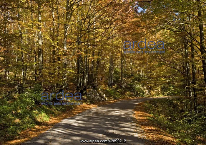  : Beech woodland in autumn, with country lane