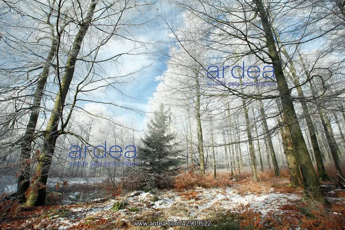 : Beech Woodland - covered with frost in winter : Beech Woodland - covered with frost in winter