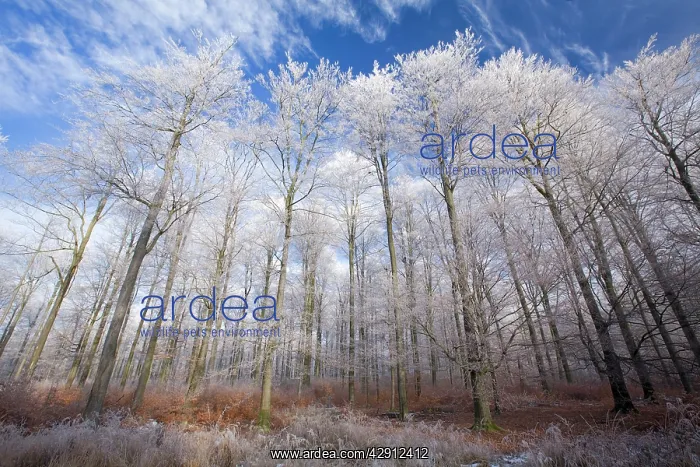  : Beech Woodland - covered with frost in winter