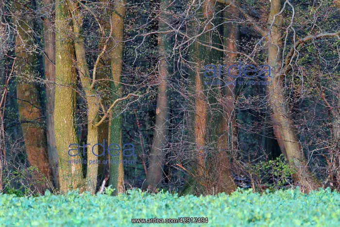 : Beech Woodland - in spring : Beech Woodland - in spring