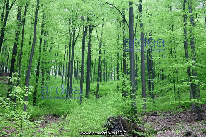 : Beech Woodland - in spring : Beech Woodland - in spring