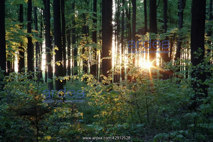: Beech Woodland - in spring : Beech Woodland - in spring