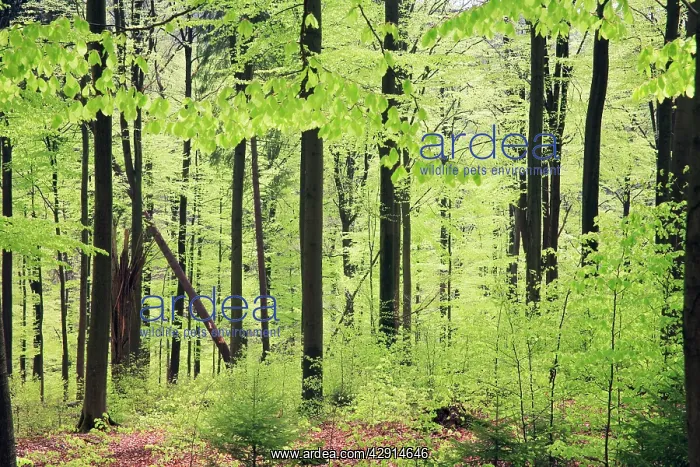 : Beech Woodland - in spring : Beech Woodland - in spring
