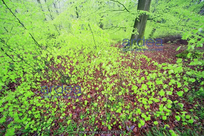 : Beech Woodland - in spring : Beech Woodland - in spring