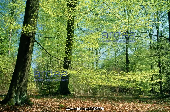 : BEECH - Woodland in spring, fresh green foliage : BEECH - Woodland in spring, fresh green foliage