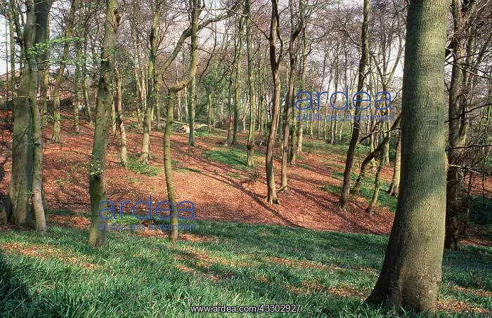 : BEECH WOODS : BEECH WOODS