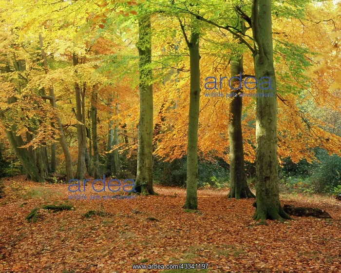  : BEECHES - autumn
