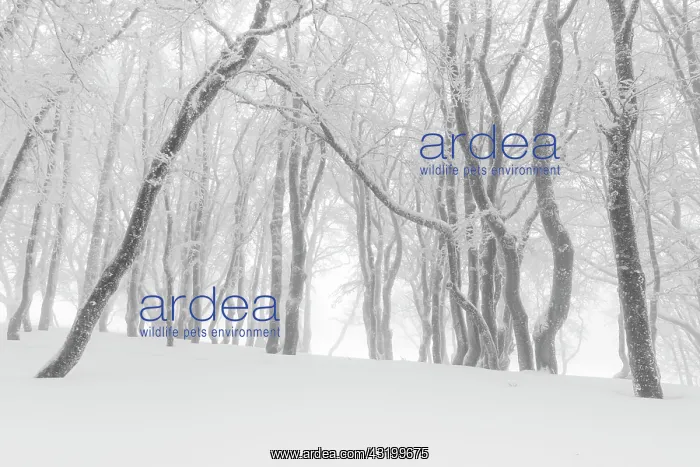 : Beeches (Fagus) in dense fog, Switzerland, Europe : Beeches (Fagus) in dense fog, Switzerland, Europe