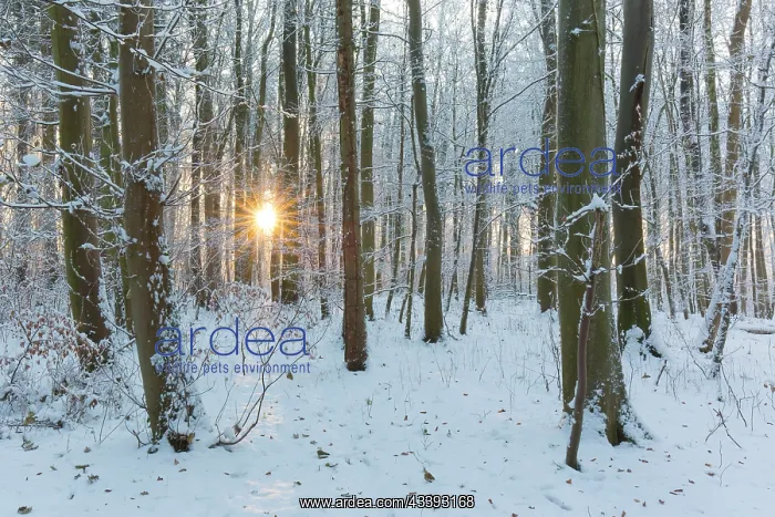 : Beechforest winter : Beechforest winter