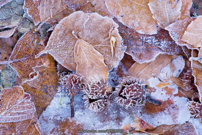 : Beechwood forest floor in winter, with fallen beech mast : Beechwood forest floor in winter, with fallen beech mast