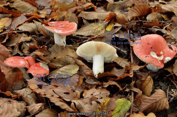  : Beechwood sickener, Chaumontel, For t de Coye