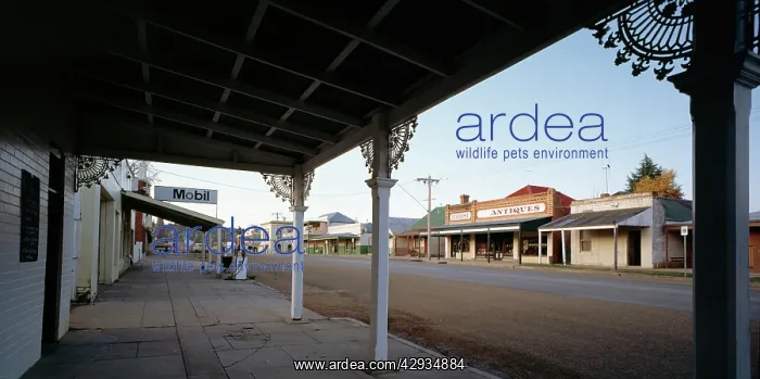 : Beechworth, 19th-century gold town, main street : Beechworth, 19th-century gold town, main street