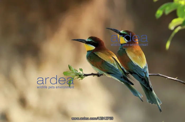 : Beeeater - two : Beeeater - two