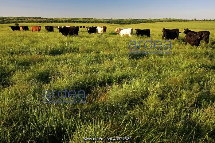 : Beef Cattle : Beef Cattle