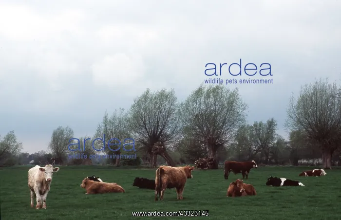 : BEEF CATTLE IN FIELD : BEEF CATTLE IN FIELD