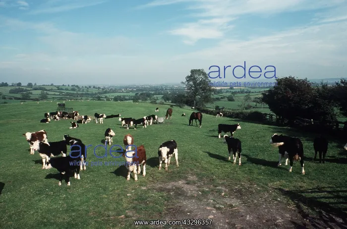 : Beef cattle grazing : Beef cattle grazing