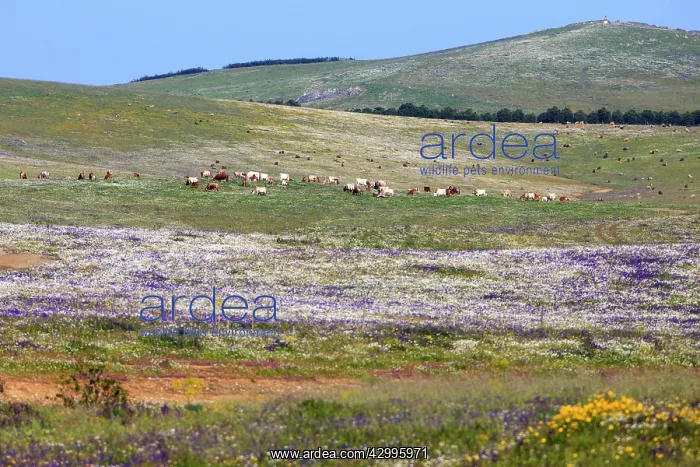: Beef Cattle - herd grazing on meadow Alentejo, Portugal : Beef Cattle - herd grazing on meadow Alentejo, Portugal