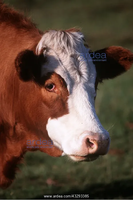 : BEEF COW - CLOSE UP : BEEF COW - CLOSE UP