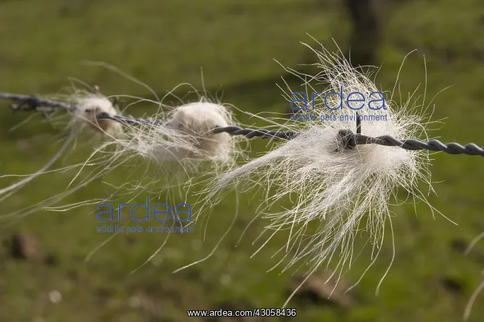 : Beef hair caught in a barbed wire Alsace France : Beef hair caught in a barbed wire Alsace France