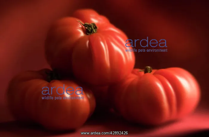  : Beef Tomatoes - three