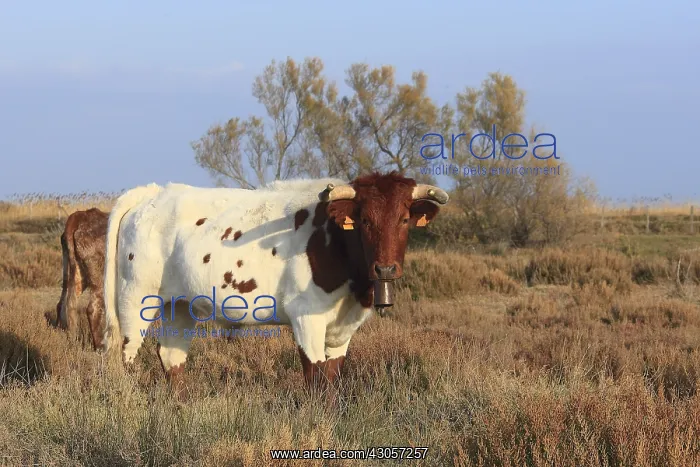 : Beef used to conduct the bulls camargue : Beef used to conduct the bulls camargue