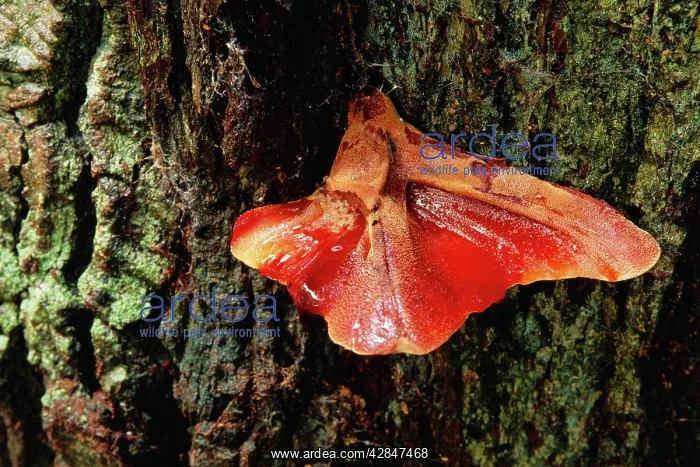 : Beefsteak Fungi : Beefsteak Fungi