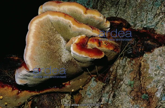 : Beefsteak Fungi : Beefsteak Fungi