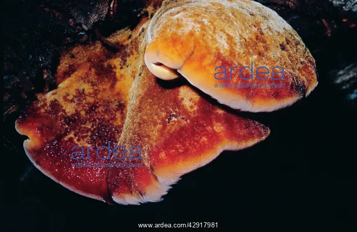 : Beefsteak Fungus : Beefsteak Fungus