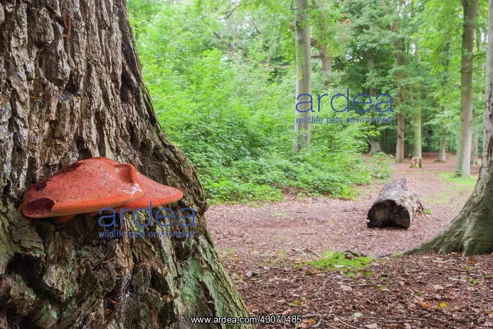 : Beefsteak Fungus : Beefsteak Fungus