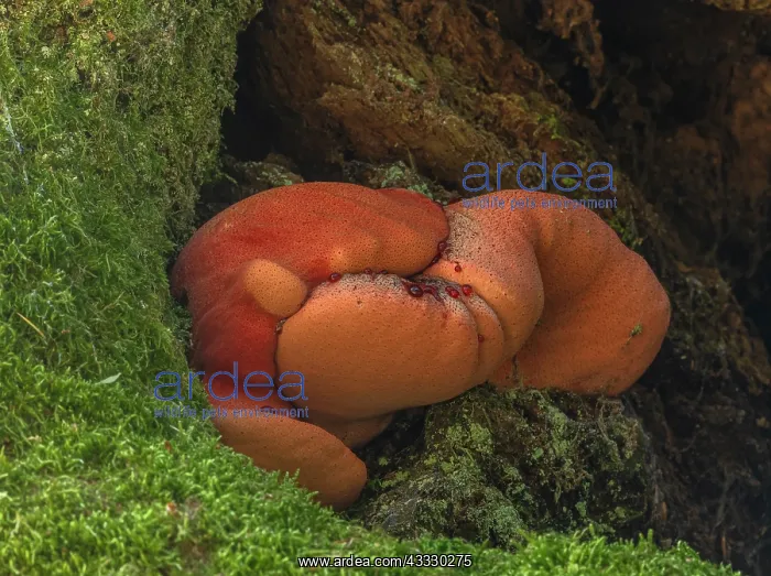 : Beefsteak fungus, Fistulina hepatica, still grow : Beefsteak fungus, Fistulina hepatica, still grow