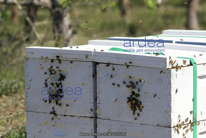 : Beehive in an Apiary : Beehive in an Apiary