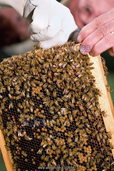 : Beehive Frame : Beehive Frame