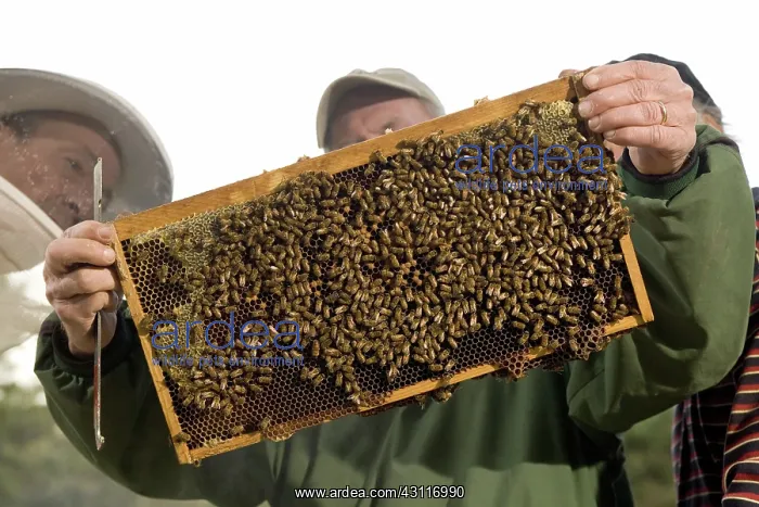 : Beehive Frame : Beehive Frame
