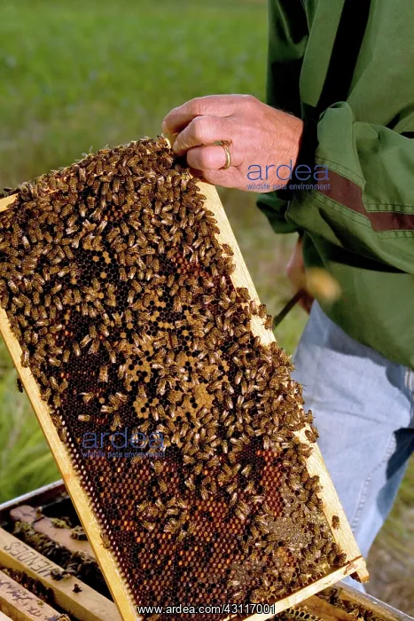 : Beehive Frame : Beehive Frame