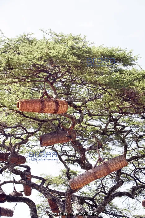 : Beehive in the trees : Beehive in the trees