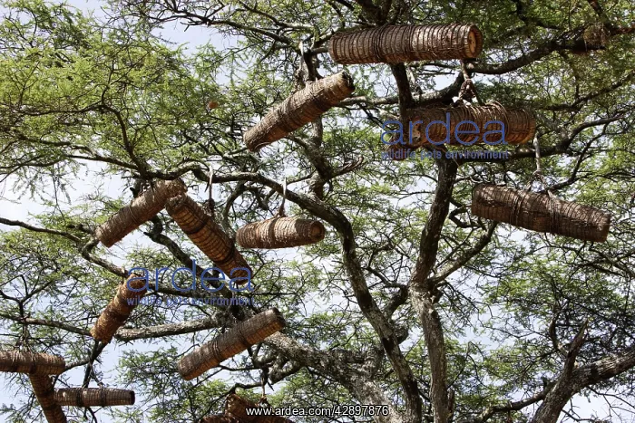 : Beehive in the trees : Beehive in the trees