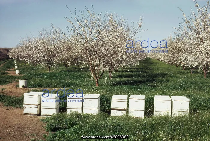 : Beehives in California : Beehives in California