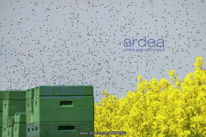 : Beehives next to a flowering rape field, bees in : Beehives next to a flowering rape field, bees in