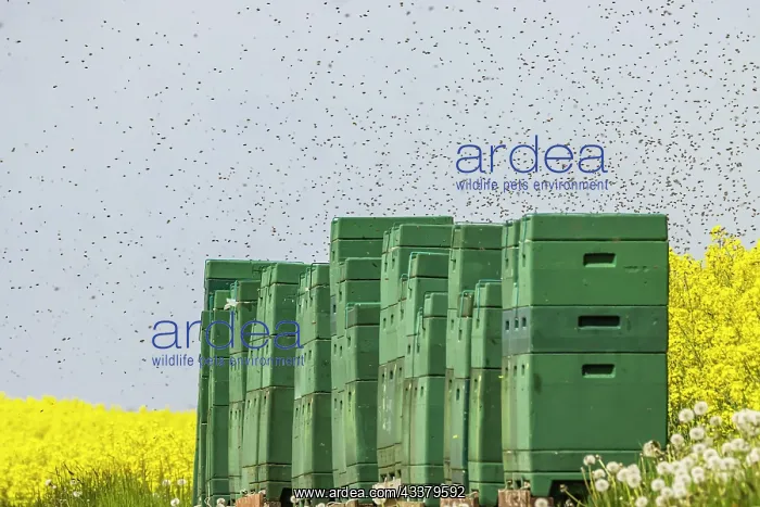 : Beehives next to a flowering rape field, bees in : Beehives next to a flowering rape field, bees in