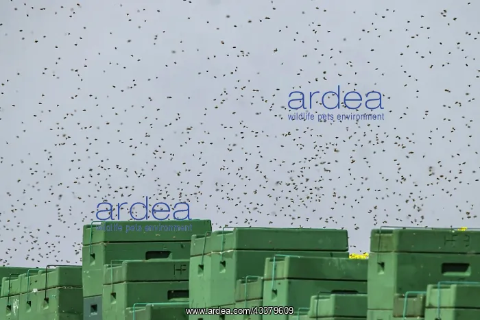 : Beehives next to a flowering rape field, bees in : Beehives next to a flowering rape field, bees in