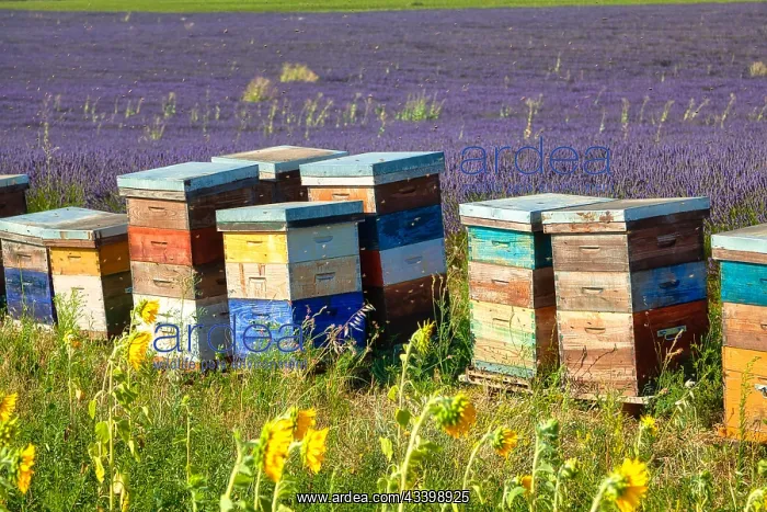 : Beehives in a lavender field, Provence-Alpes-Caete : Beehives in a lavender field, Provence-Alpes-Caete