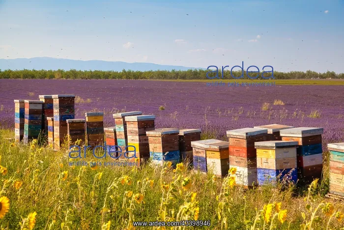 : Beehives in a lavender field, Provence-Alpes-Caete : Beehives in a lavender field, Provence-Alpes-Caete