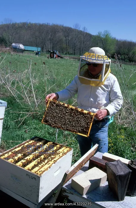: Beekeeper With Bees : Beekeeper With Bees