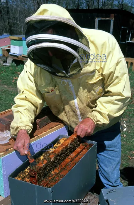 : Beekeeper With Bees : Beekeeper With Bees