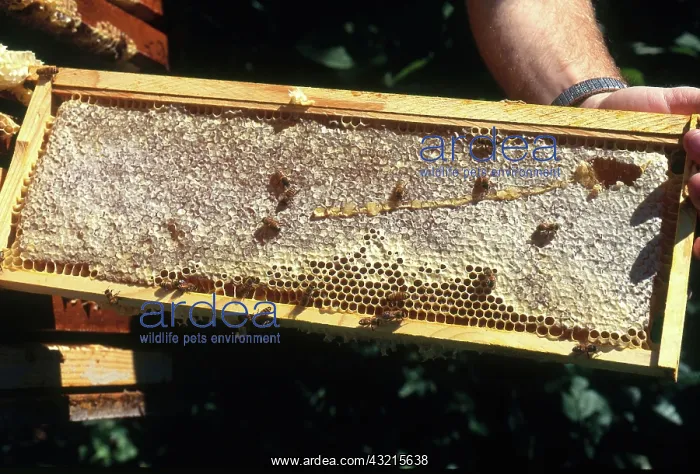 : Beekeeper with Honeycomb : Beekeeper with Honeycomb