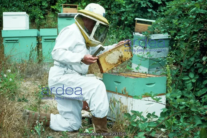 : Beekeeper - lifts comb frame out to harvest honey : Beekeeper - lifts comb frame out to harvest honey