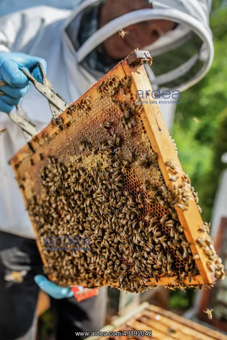 : Beekeeper with protective suit checks his honeyBees : Beekeeper with protective suit checks his honeyBees