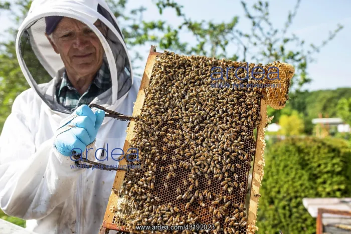 : Beekeeper with protective suit controls honeyBees : Beekeeper with protective suit controls honeyBees