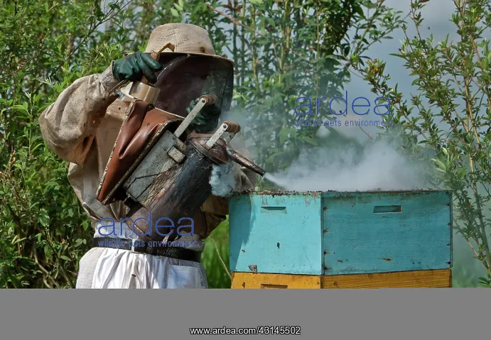 : Beekeeper Smoking Hive : Beekeeper Smoking Hive